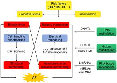 Epigenetic Mechanism and Therapeutic Implications of Atrial Fibrillation